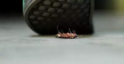 Cucaracha