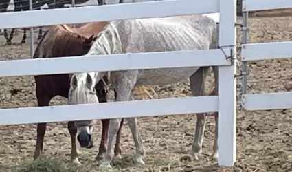 Caballos