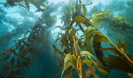 Ecosistema marino
