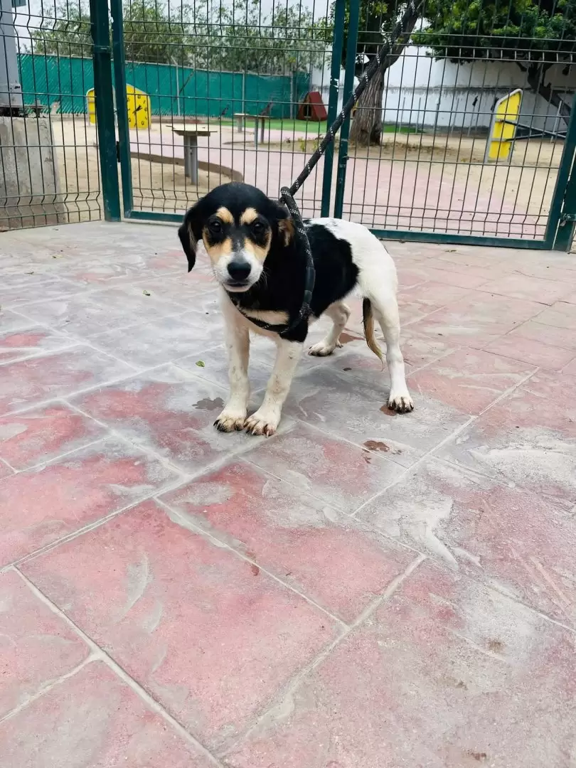 Protecci�n animal