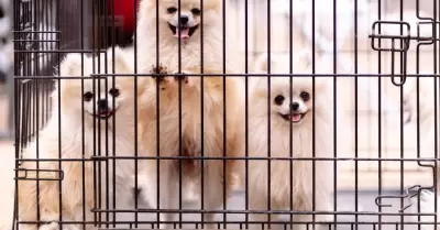 Mascotas