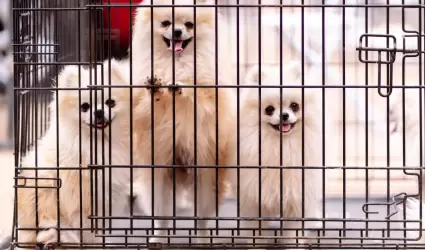 Mascotas