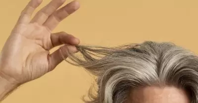 Canas