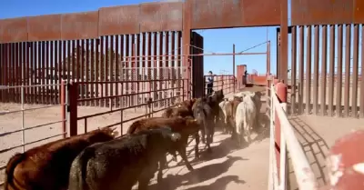 Exportaci�n de ganado