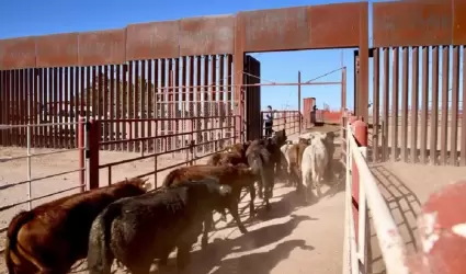 Exportaci�n de ganado
