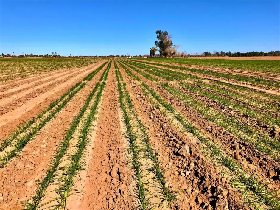 Siembra del Oto�o-Invierno 2025-2026 en el Valle de Mexicali