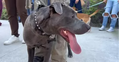 Perro