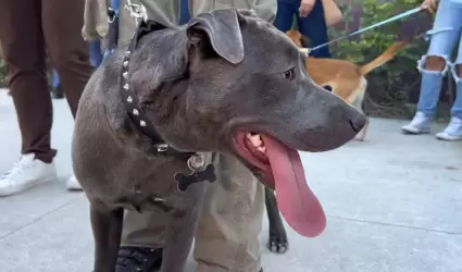 Perro