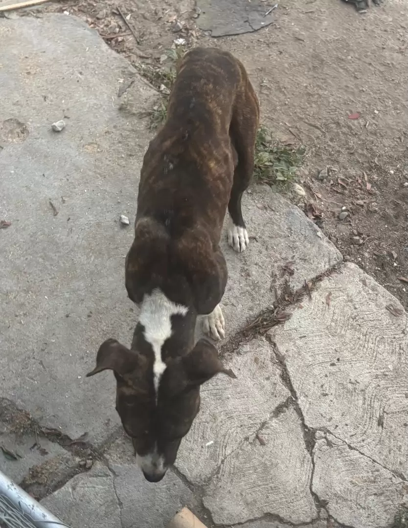 Canino rescatado en Tijuana, v�ctima de maltrato animal