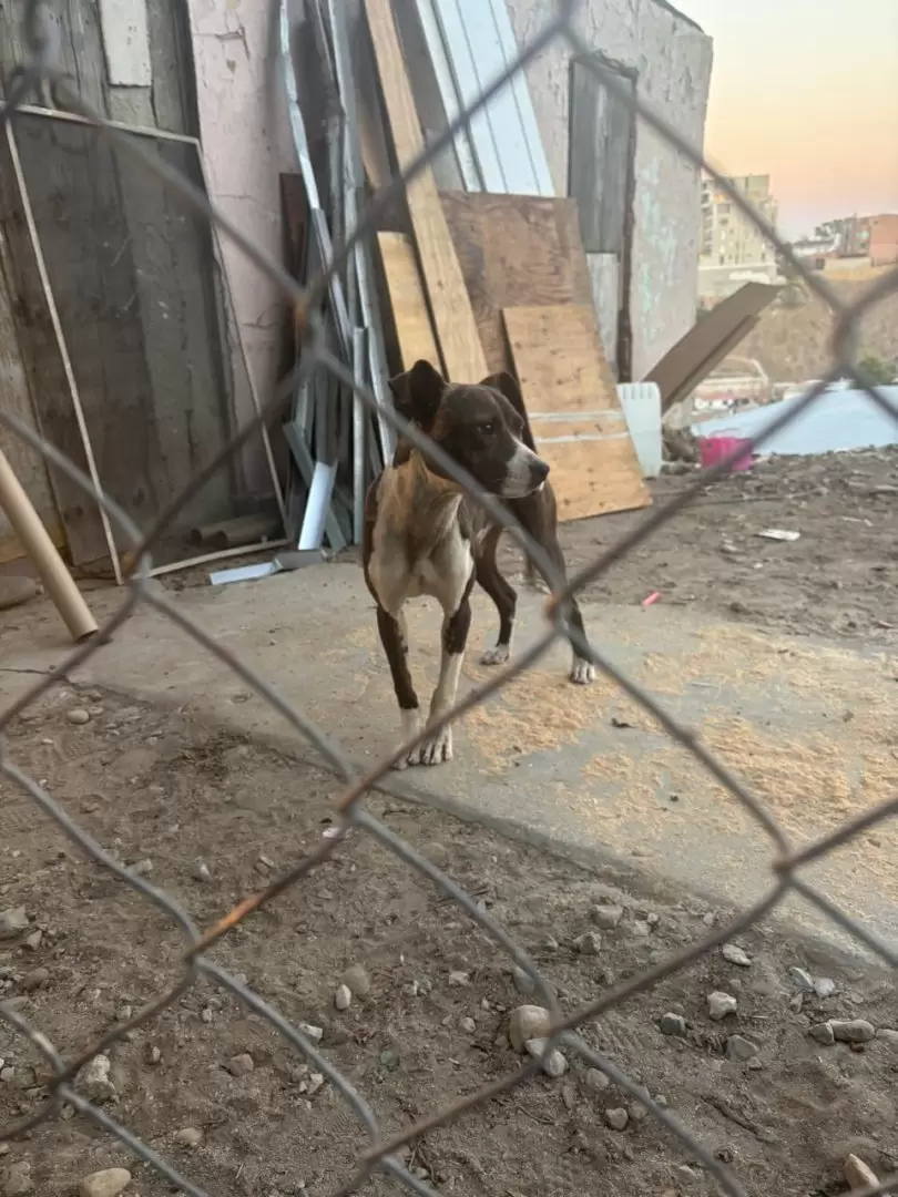 Canino rescatado en Tijuana, v�ctima de maltrato animal
