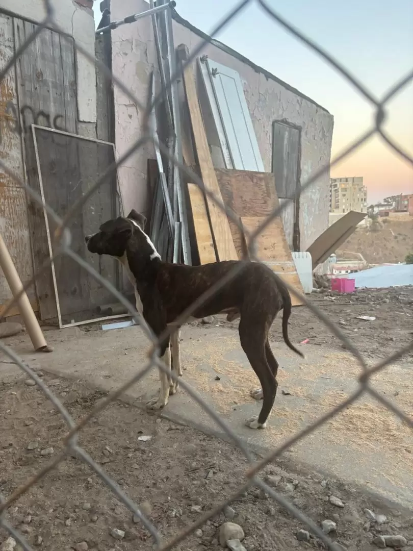 Canino rescatado en Tijuana, v�ctima de maltrato animal