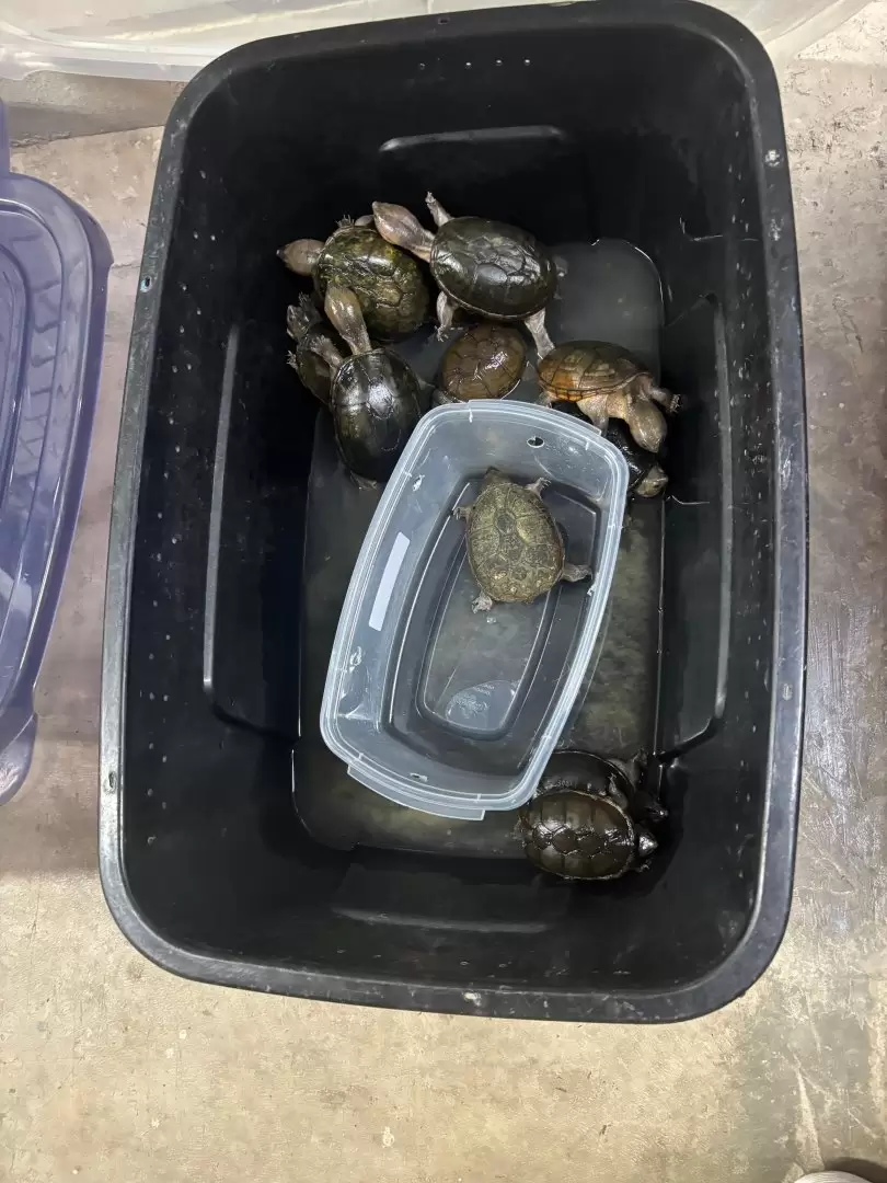 Detenci�n de traficante de animales
