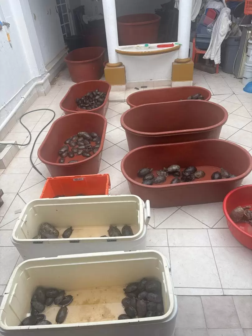 Detenci�n de traficante de animales