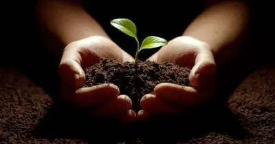 reforestaci�n
