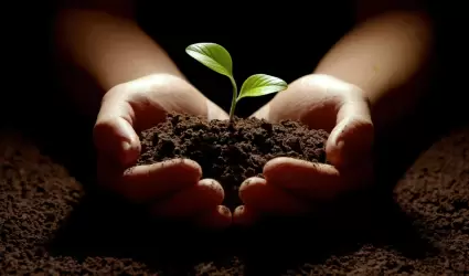 reforestaci�n