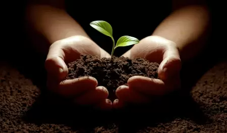 reforestaci�n