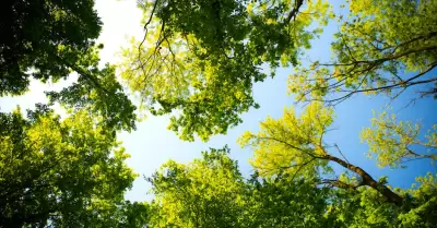 clima, soleado, �rboles