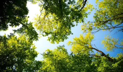 clima, soleado, �rboles