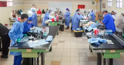 Aciones de esterilizaci�n canina y felina