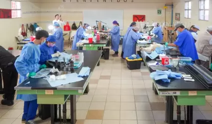 Aciones de esterilizaci�n canina y felina