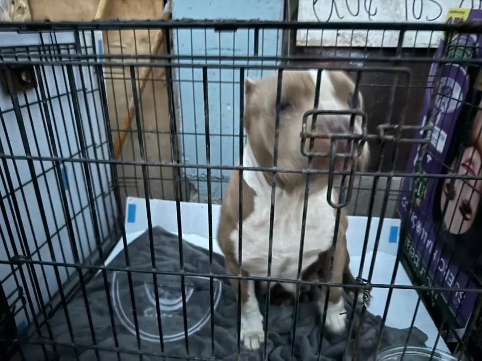Manifestaci�n contra agresor que con machete golpeaba a perritos