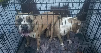 Manifestaci�n contra agresor que con machete golpeaba a perritos