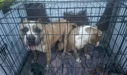 Manifestaci�n contra agresor que con machete golpeaba a perritos