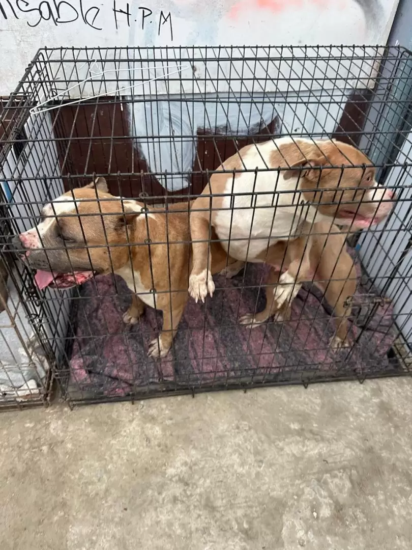 Manifestaci�n contra agresor que con machete golpeaba a perritos