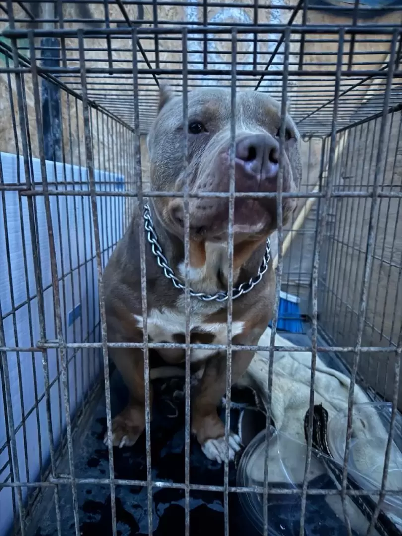 Manifestaci�n contra agresor que con machete golpeaba a perritos