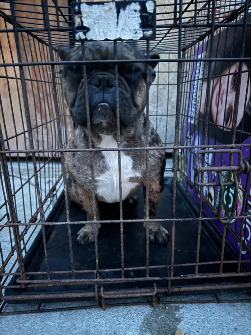 Manifestaci�n contra agresor que con machete golpeaba a perritos