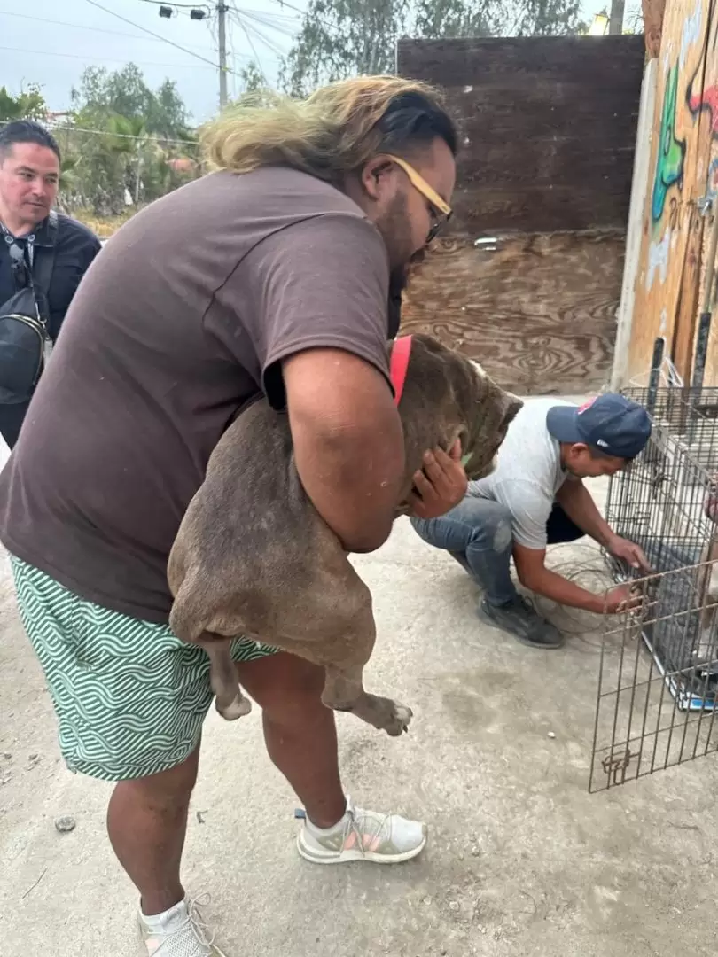 Manifestaci�n contra agresor que con machete golpeaba a perritos