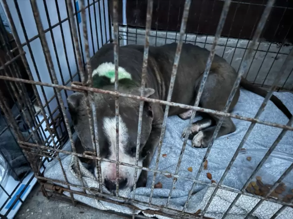 Manifestaci�n contra agresor que con machete golpeaba a perritos