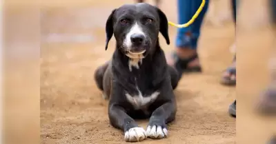 Bienestar animal