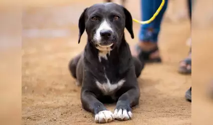 Bienestar animal