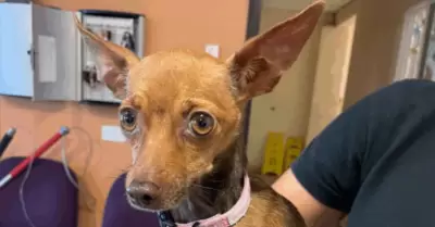 Perro chihuahua