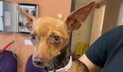 Perro chihuahua