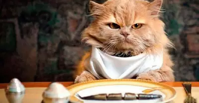 Gato