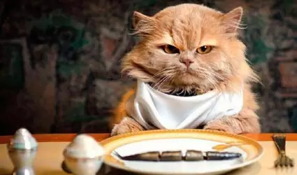 Gato
