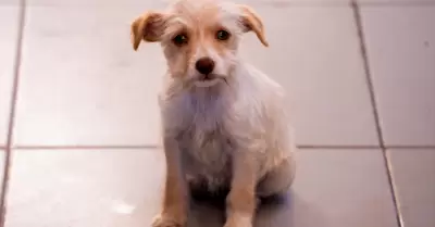 Perrito