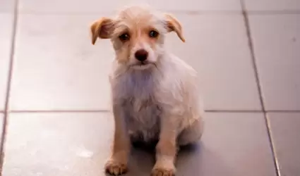 Perrito