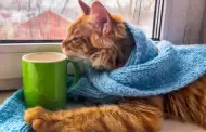 �C�mo cuidar a un gato en temporada de fr�o?