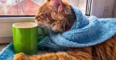 Gato