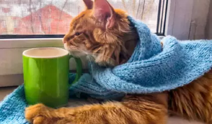 Gato
