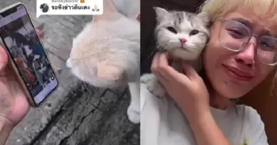 La chica que pidi� ayuda a los gatos