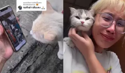 La chica que pidi� ayuda a los gatos