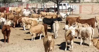 Ganado
