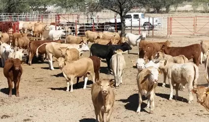 Ganado