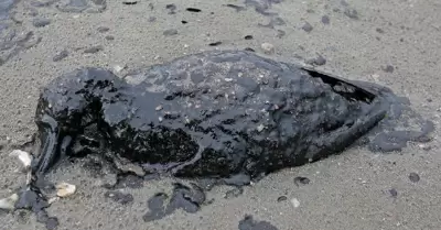 Animal afectado por el petr�leo en el mar