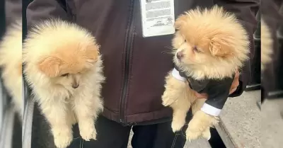 Rescatan a caninos en situaci�n de riesgo en la delegaci�n La Mesa