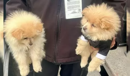 Rescatan a caninos en situaci�n de riesgo en la delegaci�n La Mesa